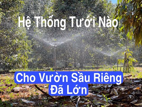 Video: Tưới Nước Vườn Sườn Đồi: Thông Tin Về Việc Tưới Nước Cho Một Ngọn Đồi