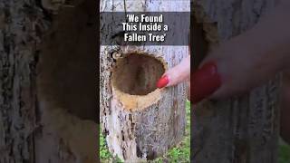 Amazing Woodpecker Home Found in Fallen Tree #shorts