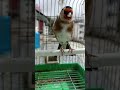 تغريد المقنين        طيور