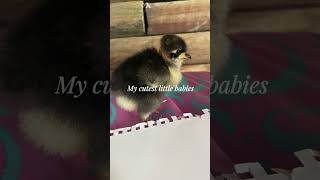 #cute spoiled babies 🦆🐥