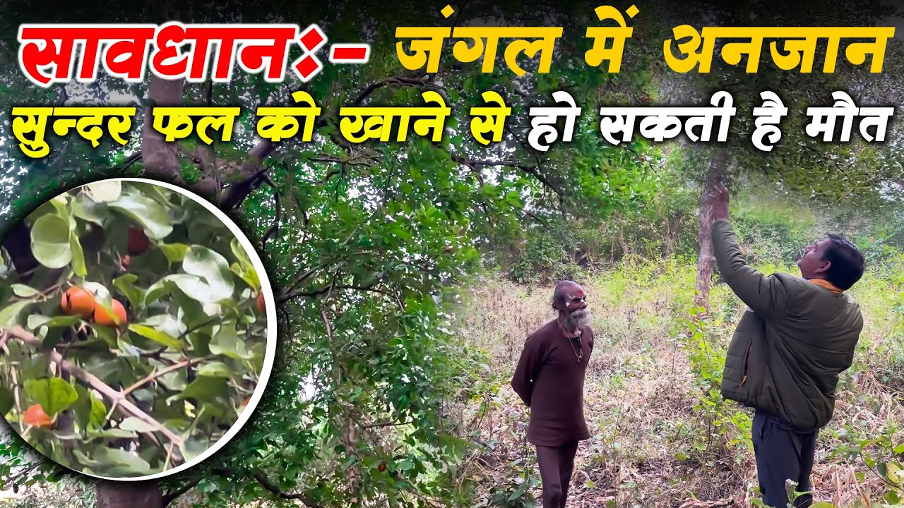 सावधान:-  जंगल में अनजान सुंदर फलों के खाने से हो सकती है मौत #guru_gyan_gaurav @gurugyangaurav