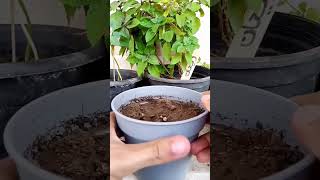 زراعة البونسيانا ️️ #housegarden #plant #bio #gardening #garden #explore #foryou