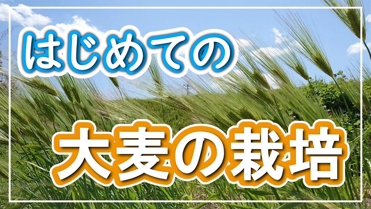 はじめての大麦栽培【種まき～収穫～脱穀まで】