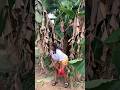 This 🤣#funny #amapianotv #danceperformance #cutefunny #lifeisbutadream #comedyhorror