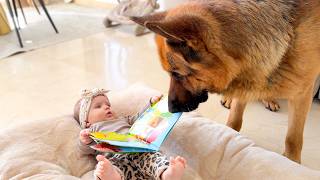 Baby Takes Over the Dog’s Bed… His Reaction Is Priceless