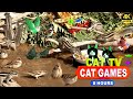 Cat tv  entertainment for cats to watch 4k 8hours nonstop fun for cats  