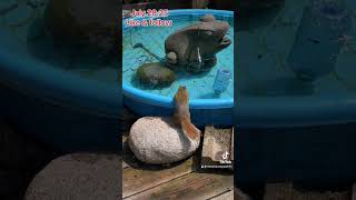 Watching The Squirrels And Hummingbirds, Peanut Butter Club , By R Conyard