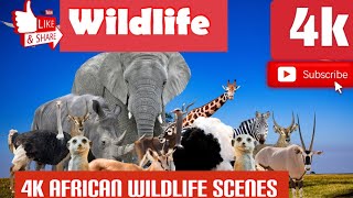 Ultimate African Wildlife Safari in Stunning 4K UHD Documentary Film