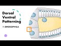 Dorsal ventral patterning in drosophila animation