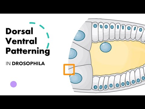 Video: Ce proteină este necesară pentru determinarea destinului posterior la embrionul de Drosophila?