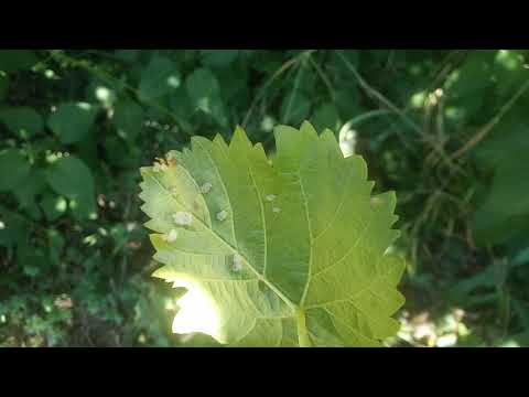 Vidéo: Élagage des vignes de calice - Comment tailler une vigne de calice