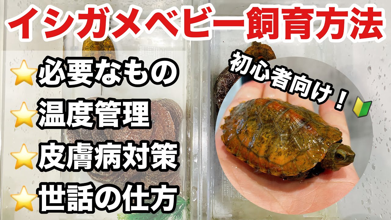 2024版！ニホンイシガメベビーの楽な飼育方法