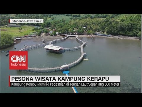 Menikmati Kecantikan Laut Budidaya Kerapu Di Kampung Kerapu Situbondo