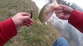 Winter ned rig bass (bacon catfish fail)