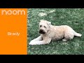 Noom App Review - It works for me! 43.8 lbs lost in 16 weeks.