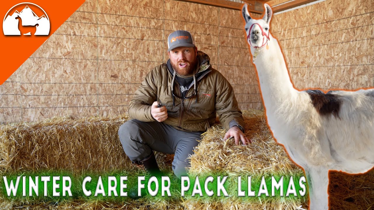 Taking care of Pack Llamas in the winter Ep.11 Llama Life 3.0 YouTube