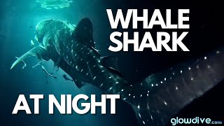 Whale Shark at night