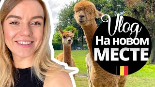 Обживаюсь в новом селе. 35й День Рожденья - Vlog - settling at a new place. 35th Birthday