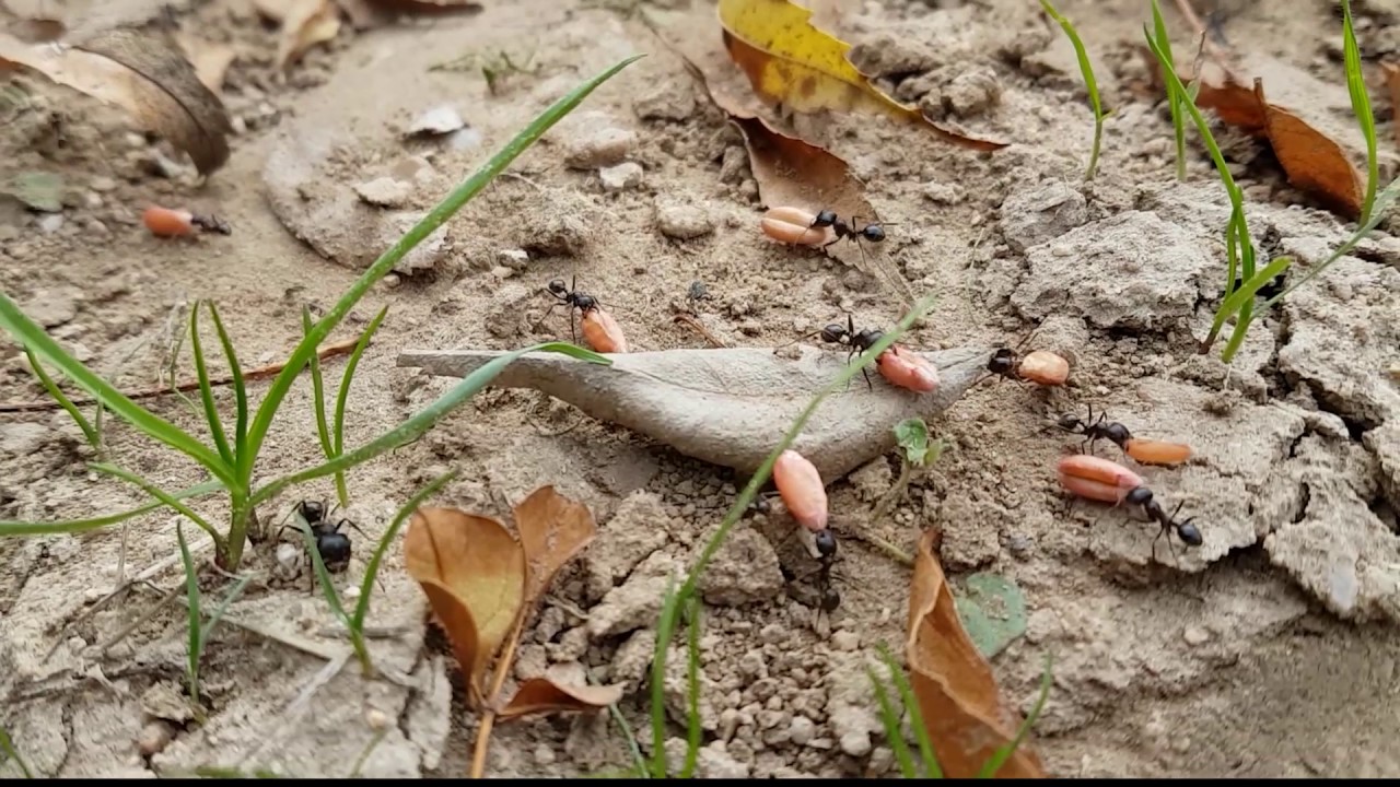 Ants carrying and collecting wheat seeds (macro world video footage