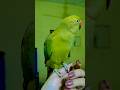🦜❤️ #parrot #birds #cute #parrotlover #pets #shorts #trending