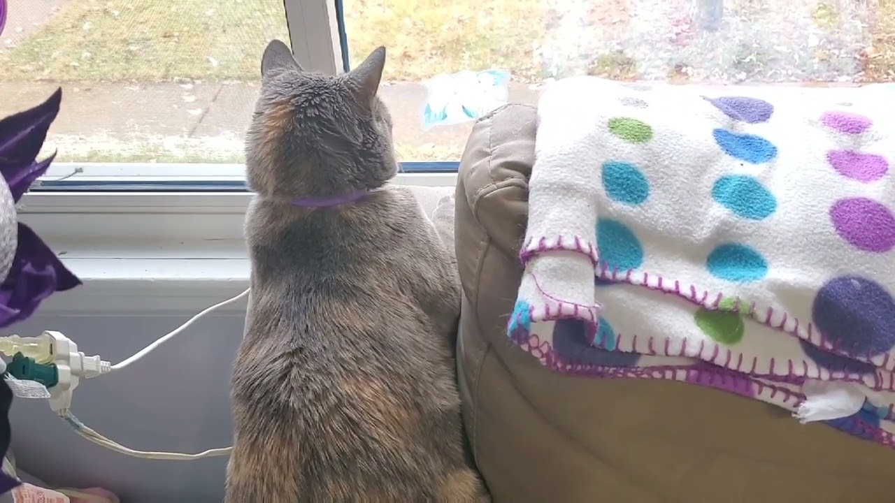 Dreary Monday Cat Naps and Relaxation