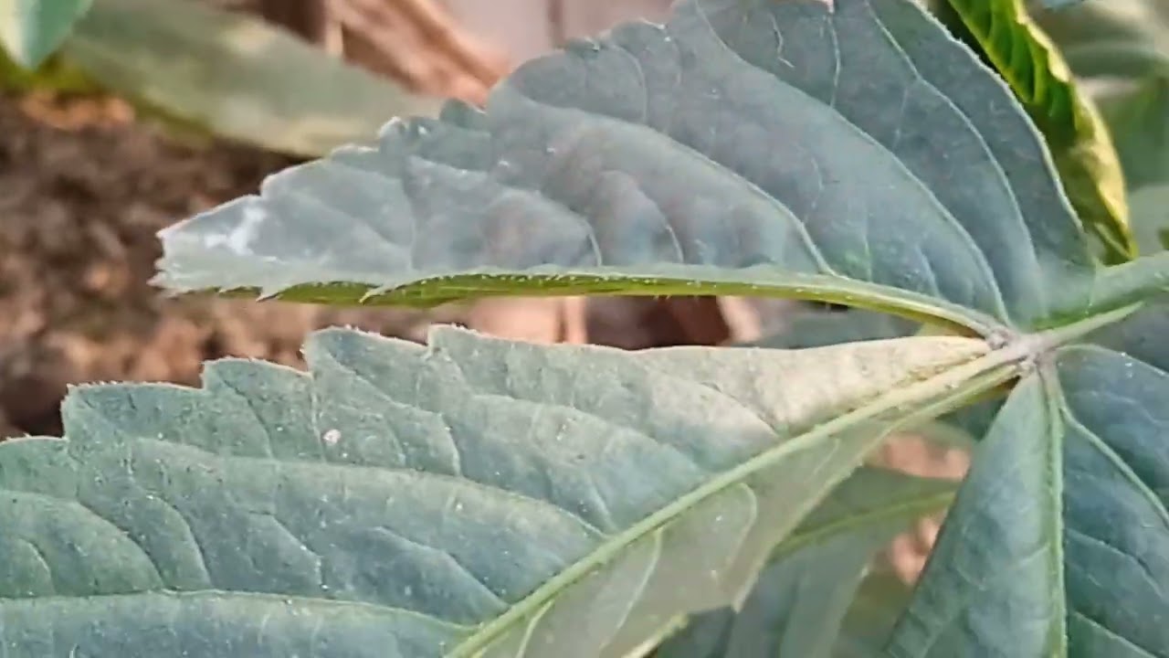 DAP ও NPK সার প্রয়োগ পদ্ধতি (শীতের ফুল গাছে)