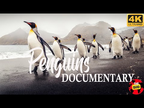 Video: Boli tučniaky živé?