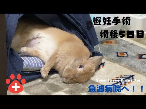 徳島 うさぎ 病院 徳島 うさぎ 病院