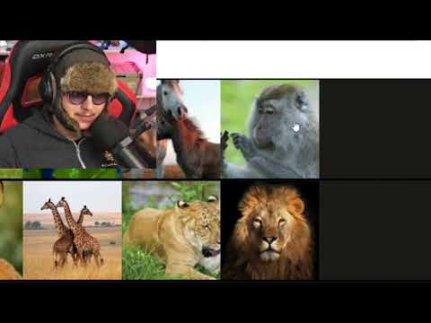les animaux que j'encuIe à la bagarre