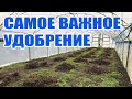 Навоз + теплица = супер урожай. Навоз под огурцы когда вносить ?