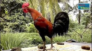 Kumpulan Suara Kokok Ayam Pelung Juara Wajib Dilihat