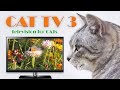 Cat TV 3 - (Television for Cats) - Please Subscribe