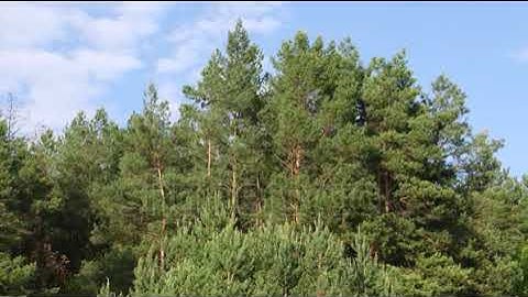 How I Send Bulk SMS Automatically Using Excel and My Phone Number|add telegram:my911sms