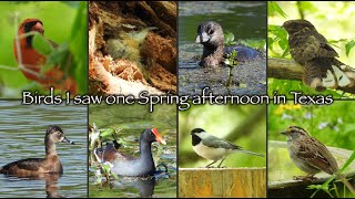 Birds I saw one Spring afternoon in Texas