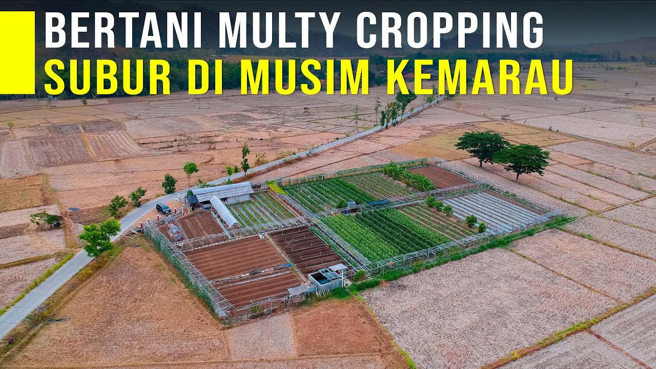 Lahan Tetap Subur Di Musim Kemarau Dengan Sistem Multy Cropping Bisa Panen Berbagai Jenis Sayuran