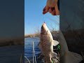 Сегодня уговорил одного ...