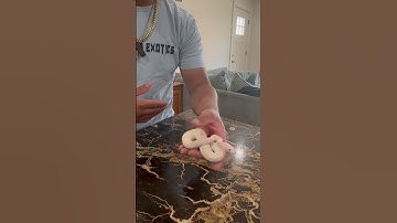 The Most Expensive BEL Ever Produced #ballpython #snake #hardwiredexotics #summervillesserpents