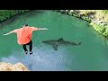 he jumped on a SHARK..