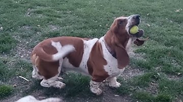 Basset hounds oefenen hun balvaardigheden