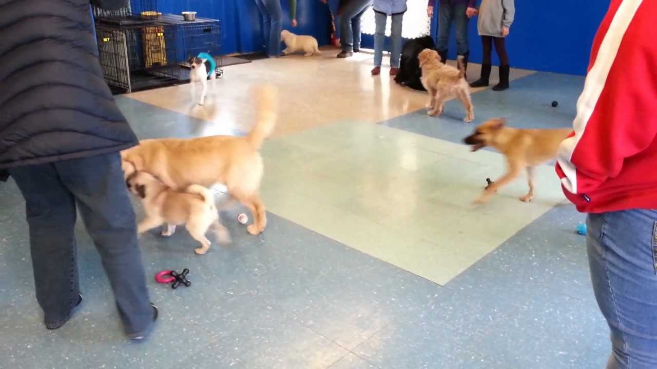 Woof Woof Puppy Playdate 4.7.13 - YouTube