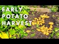 Early potato harvest... big decision week! And container growing...