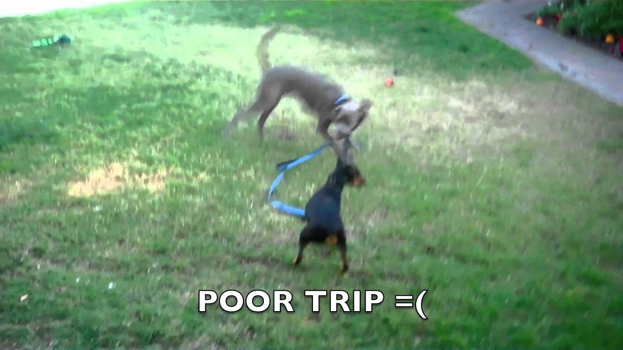 Texas Blue Lacy and Min Pin