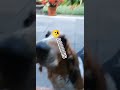 *el perro bicho no existe* El perro bicho 🤑👍 - #shorts #humor #comedia #comedy #shisuiff #viral