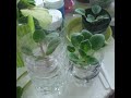 African Violet water culture update: Jan. 30, 2022 https://youtu.be/gfzij5txveI