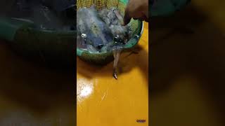 Ciri - ciri cumi yang segar untuk umpan | warnanya bening transparan | wisata mancing di selat Sunda