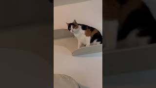 Calico kitty is exploring on the cat superhighway.