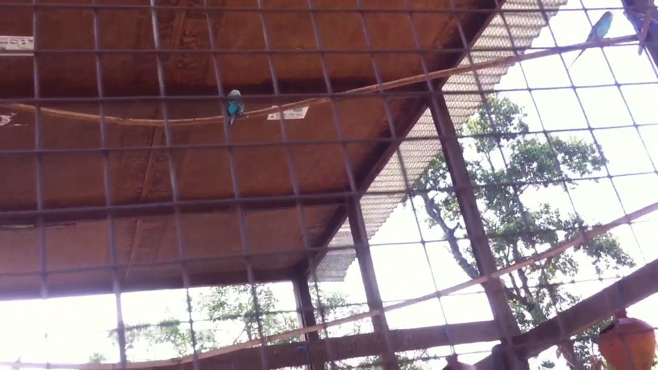 Jamun khadi simsar Jhapa Nepal