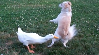 Duck Surprises Dog With Peck
