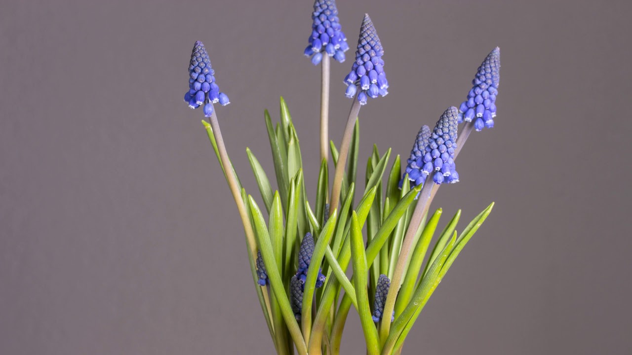 Гиацинт - YouTube