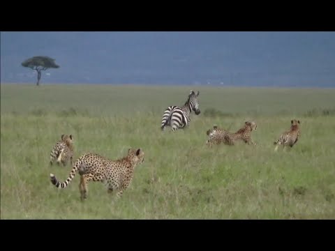 Video: Jukwaa Tano Bora Za Kutengwa